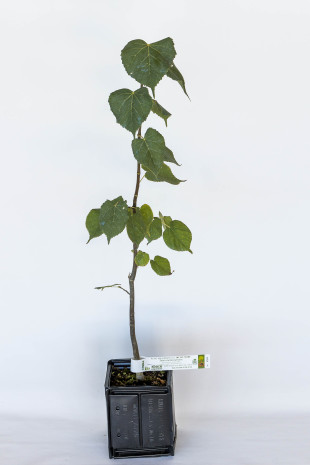 Truffle plant of basswood (tilia cordata) mycorrhized with black truffle (tuber melanosporum)