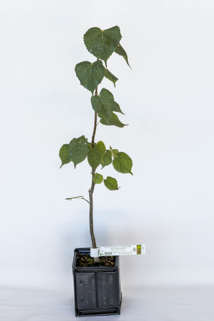 Plant truffier de tilleul à petites feuilles (tilia cordata) mycorhizé truffe noire du Périgord (tuber melanosporum)