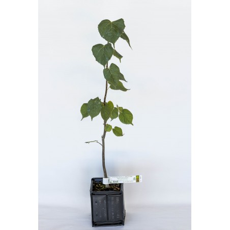 Truffle plant of basswood (tilia cordata) mycorrhized with black truffle (tuber melanosporum)