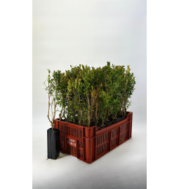 Jeune plant de Buis commun (Buxus sempervirens)