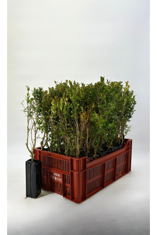 Jeune plant de Buis commun (Buxus sempervirens)