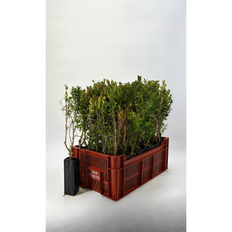 Jeune plant de Buis commun (Buxus sempervirens)