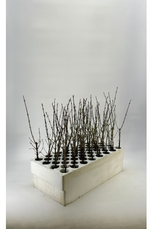 Cornelian cherry (Cornus mas)