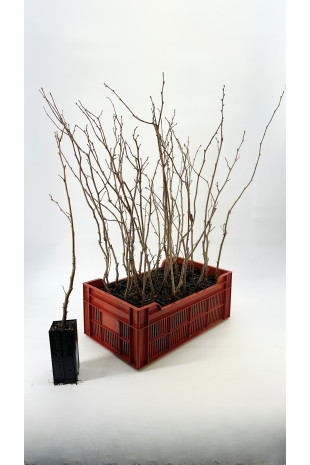 Noisetier commun (Corylus...