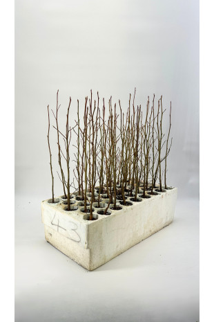 Storace americano...