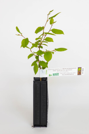 Plant truffier de charme houblon (ostrya carpinifolia) mycorhizé truffe de Bourgogne (tuber uncinatum)