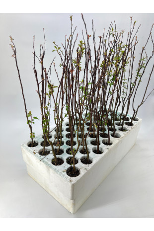 Melo selvatico (Malus...