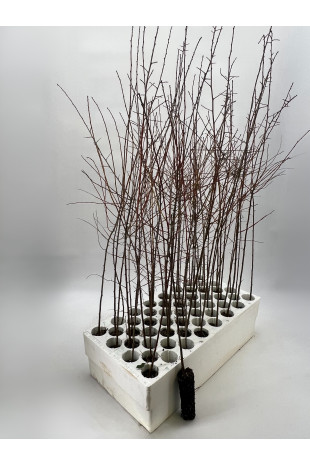 Blackthorn (Prunus spinosa)