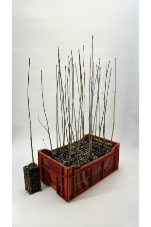 Chêne des marais (Quercus...