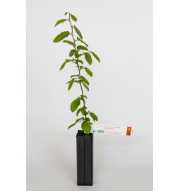 Pianta tartufigena di carpino bianco (carpinus betulus) micorizzato con tartufo nero estivo (tuber aestivum)