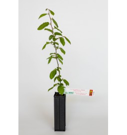 Trüffelbaum aus Hainbuche (Carpinus betulus) mit Sommertrüffel (Tuber aestivum) als Mykorrhiza