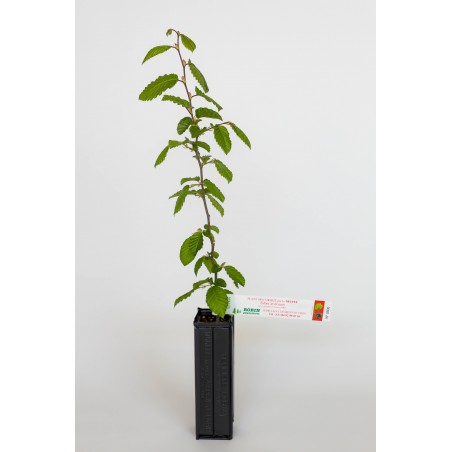 Trüffelbaum aus Hainbuche (Carpinus betulus) mit Sommertrüffel (Tuber aestivum) als Mykorrhiza