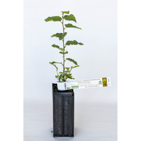 Planta de avellano frutal (corylus avellana tonda gentile) micorrizada con trufa de Borgoña (tuber uncinatum)