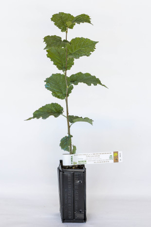 Plant truffier de noisetier commun (corylus avellana) mycorhizé truffe de Bourgogne (tuber uncinatum)
