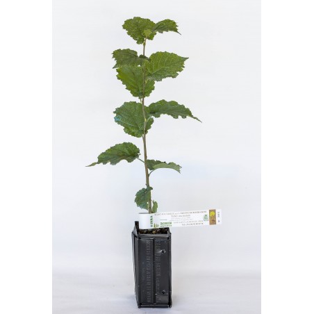 Pianta tartufigena di nocciòlo (corylus avellana) micorizzato con tartufo di Borgogna (tuber uncinatum)