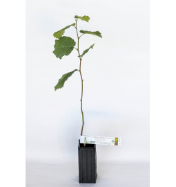 Plant truffier de noisetier commun Segorhe (corylus avellana) mycorhizé truffe de Bourgogne (tuber uncinatum)