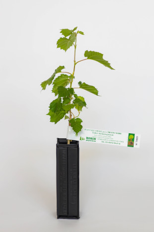 Byzantinischer Haselnussstrauch (Corylus colurna) mit schwarzer Trüffel (Tuber melanosporum) Byzantinischer Haselnussstrauch (Corylus colurna) mit schwarzer Trüffel (Tuber melanosporum)