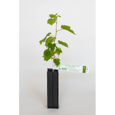 Planta trufera de avellano bizantino (corylus colurna) micorrizada con trufa negra (tuber melanosporum)