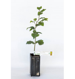 Plant truffier de noisetier commun Segorhe (corylus avellana) mycorhizé truffe de Bourgogne (tuber uncinatum)