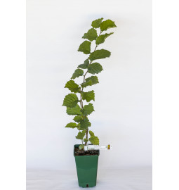 Plant truffier de noisetier commun Segorhe (corylus avellana) mycorhizé truffe de Bourgogne (tuber uncinatum)