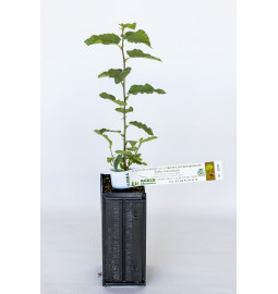 Plant truffier de noisetier commun Segorhe Segorhe (corylus avellana) mycorhizé truffe de Bourgogne (tuber uncinatum)