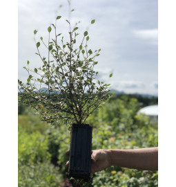 Giovane pianta di Cotonastro di franchet (Cotoneaster franchetii)