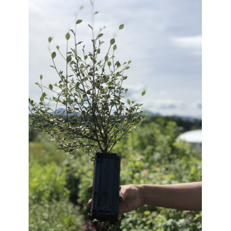 Giovane pianta di Cotonastro di franchet (Cotoneaster franchetii)