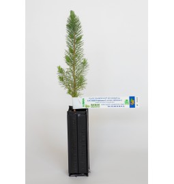 Pflanze Pilz der Pinienbaum (pinus pinea) Mykorrhiza Milchling (lactarius deliciosus)