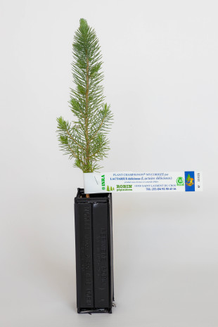 Pflanze Pilz der Pinienbaum (pinus pinea) Mykorrhiza Milchling (lactarius deliciosus)