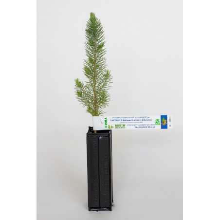 Pflanze Pilz der Pinienbaum (pinus pinea) Mykorrhiza Milchling (lactarius deliciosus)