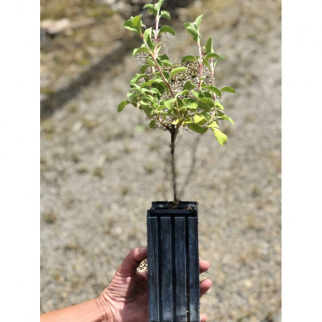 Young plant of Hoary rock-rose (Cistus incanus)