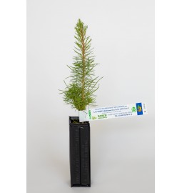 Pflanze Pilz der Seekiefer (Pinus pinaster) mit Mykorrhiza des Milchlings (Lactarius deliciosus)