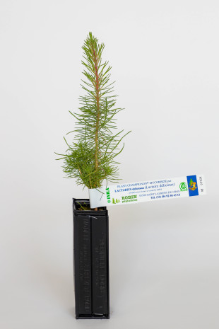 Pflanze Pilz der Seekiefer (Pinus pinaster) mit Mykorrhiza des Milchlings (Lactarius deliciosus)