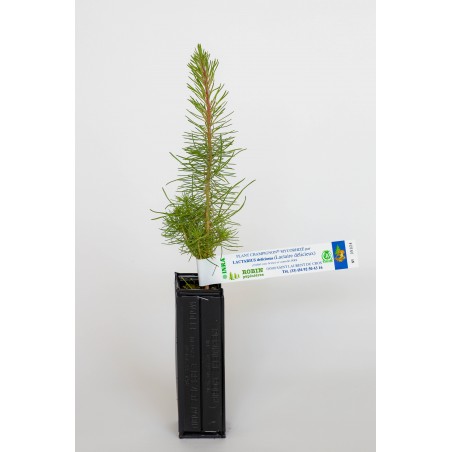 Pflanze Pilz der Seekiefer (Pinus pinaster) mit Mykorrhiza des Milchlings (Lactarius deliciosus)