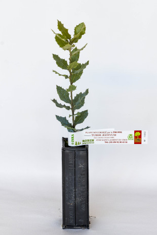 Pianta di tartufo di leccio (quercus ilex) micorizzata con tartufo estivo (tuber aestivum)