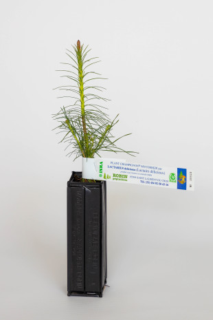 Anbau von Waldkiefern (Pinus sylvestris) mit Mykorrhiza und Milchling (Lactarius deliciosus)