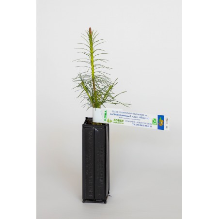 Plant champignon de pin sylvestre (pinus sylvestris) mycorhizé lactaire délicieux (lactarius deliciosus)