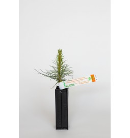 Österreichische Schwarzkiefer, die gelbe Steinpilze hervorbringt (Pinus nigra austriaca, mykorrhiziert mit Suillus luteus)