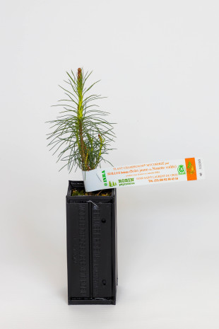 Plant de pin sylvestre producteur de bolets jaunes (Pinus sylvestris mycorhizé avec Suillus Luteus)