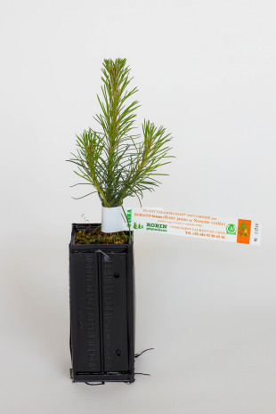 Österreichische Schwarzkiefer, die gelbe Steinpilze hervorbringt (Pinus nigra austriaca, mykorrhiziert mit Suillus luteus)