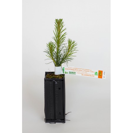 Plant de noir d'Autriche producteur de bolets jaunes (Pinus nigra austriaca mycorhizé avec Suillus Luteus)