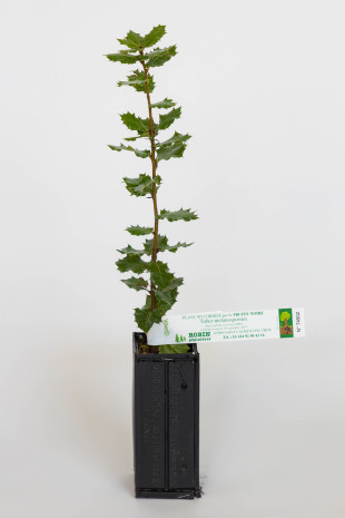 Trüffelpflanze aus Steineiche (Quercus ilex) mit Mykorrhiza aus Schwarze Trüffel (tuber melanosporum) Trüffelpflanze aus Steineiche (Quercus ilex) mit Mykorrhiza aus Schwarze Trüffel (tuber melanosporum)