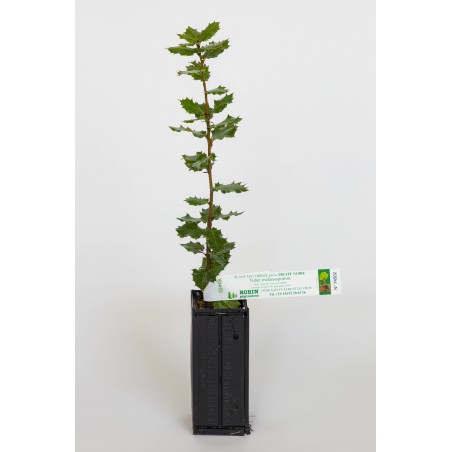 Plant truffier de chêne vert (quercus ilex) mycorhizé truffe noire du périgord (tuber melanosporum)