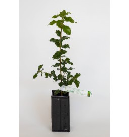 Pianta tartufigena di leccio (quercus ilex) micorizzata con tartufo nero (tuber melanosporum)