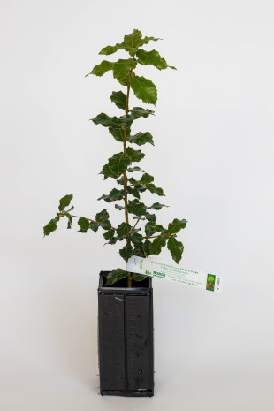 Pianta tartufigena di leccio (quercus ilex) micorizzata con tartufo nero (tuber melanosporum)