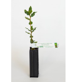 Planta trufera de encina (quercus ilex) micorrizada con trufa negra del Perigord (tuber melanosporum)