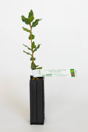 Planta trufera de encina (quercus ilex) micorrizada con trufa negra del Perigord (tuber melanosporum)