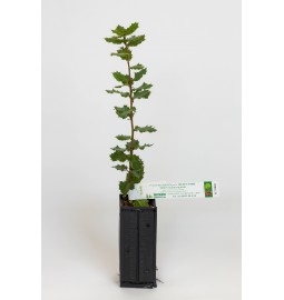 Pianta tartufigena di leccio (quercus ilex) micorizzata con tartufo nero (tuber melanosporum)