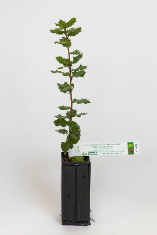 Truffle plant of evergreen oak (quercus ilex) mycorrhized with black truffle (tuber melanosporum)