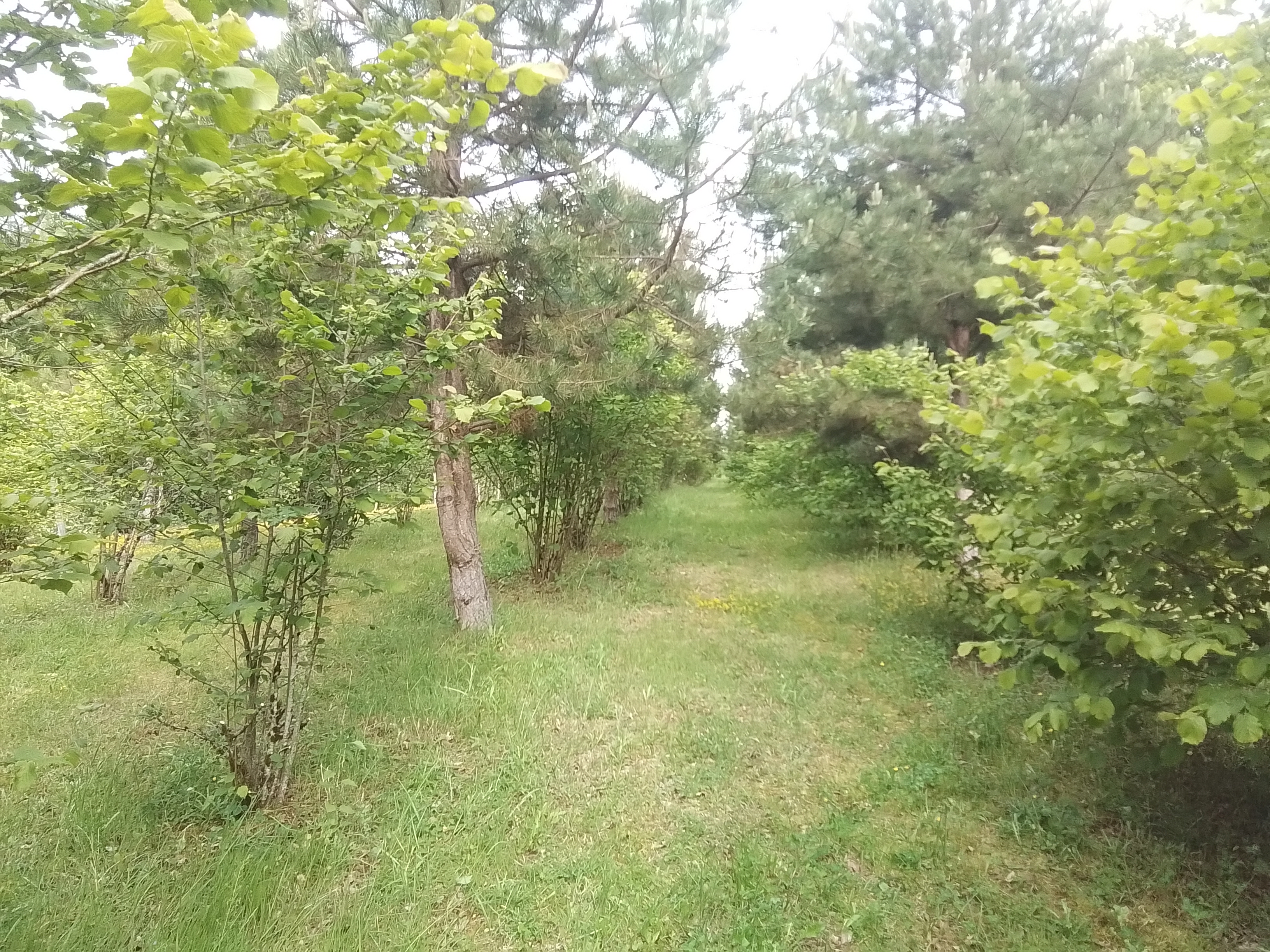 Photos de la truffière de 7 ans qui a produit ses première Tuber uncinatum cette année